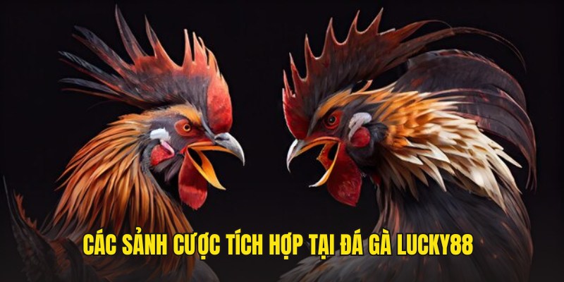Hai sảnh cược uy tín đang tích hợp tại đá gà Lucky88