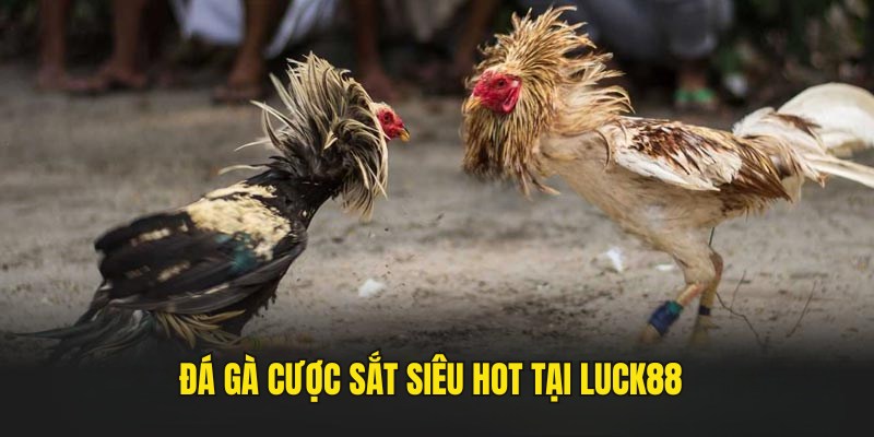 Hình thức đá gà cựa sắt quen thuộc, thường gặp tại Lucky88